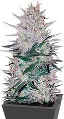 Peyote Cookies fem (Barney's Farm) семена конопли