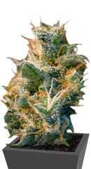 Smile Max Auto fem (Kannabia Seeds)