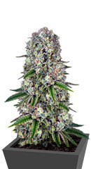 Tropicanna Banana fem (Barney's Farm)