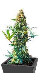 DO-SI-DOS fem (Cali Buds Seeds)