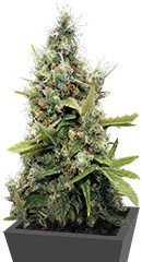 Honey B fem (Barney's Farm)