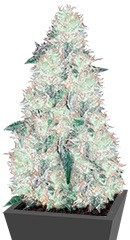 Incredible Bulk fem (Dr. Krippling Seeds) семена конопли