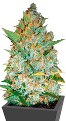 Kali's Mistery fem (Bulk Seed Bank)