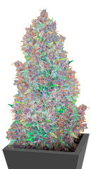 Purple Juice Auto fem (Herbies Seeds)