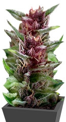 Shaman regular (Dutch Passion)