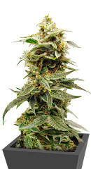 Siberian Haze Auto fem (Kalashnikov Seeds)