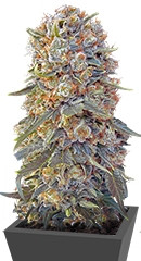 Sweet Critical fem (00 Seeds)