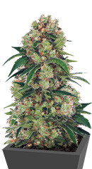 Big Bubble fem (Anaconda Seeds)