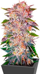 Caramelo fem (Delicious Seeds)