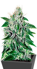 Critical Jack Herer fem (Delicious Seeds)