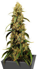 Jamnesia Haze fem (Dr. Krippling Seeds)