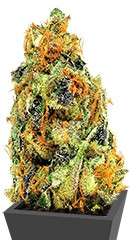 K.O. Kush fem (Heavyweight Seeds)