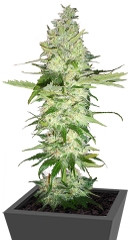 Wonder Woman fem (Nirvana Seeds)