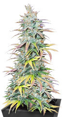 Apple Betty fem (Herbies Seeds)