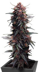 Lemon Cherry Cookies Auto fem (FastBuds) семена конопли