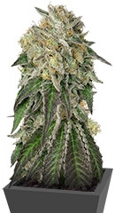 Amherst Sour Diesel fem (Humboldt Seeds)