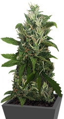 Morning Glory fem (Barney's Farm)