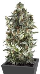 Northern Lights Auto fem (Trikoma Seeds)