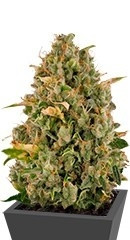 Sour Diesel fem (RQS)