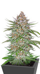 Strawberry Pie Auto fem (FastBuds)