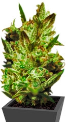 Super Critical Auto (Green House Seeds) семена конопли