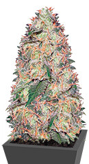 White Widow fem (Vision Seeds)