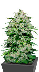 Chem Bomb Auto fem (Humboldt Seed Organization) семена конопли