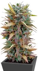 Hashplant Haze fem (DNA Genetics)