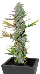 LA Confidential fem (DNA Genetics)