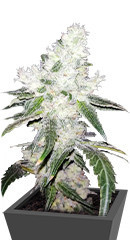 White Widow 47 fem (Kalashnikov Seeds)