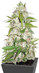 Auto Ultra Power Plant fem (Victory Seeds)