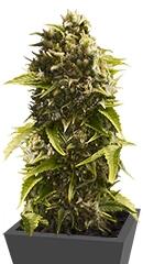 Bubba Cheese Auto fem (Humboldt Seeds)