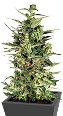 Dutch Cheese fem (Dutch Passion)