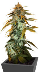 RudeBoi OG F1 fem (Seedkeepers)