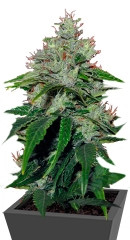 Train Wreck fem (GHS)