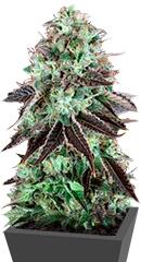 DarkStar Kush regular (TH Seeds)