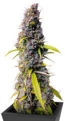 Northern Lights Auto fem (Herbies Seeds)