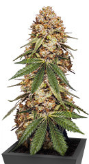 Slightly Stoopid Fruits fem (Humboldt Seed Company) семена конопли