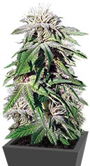 Night Shade fem (Barney's Farm)