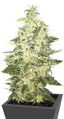 Supreme Kush CBD fem (Nirvana Seeds)