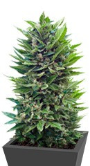 Mikromachine Auto fem (Kannabia Seeds)