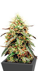 Auto Power Plant fem (Dutch Passion)