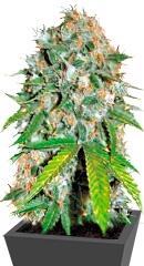 Skunk #99 fem (Bulk Seed Bank)