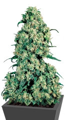 Skunk #1 fem (Sensi Seeds)