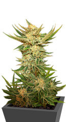 Vodka Lemon fem (Kalashnikov Seeds)