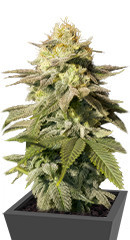 Orange Sherbet FF fem (FastBuds) семена конопли