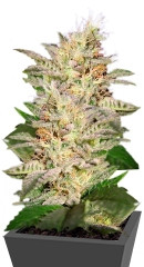 Allkush fem (Paradise Seeds)