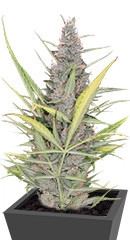 Original Auto Cheese fem FastBuds семена конопли