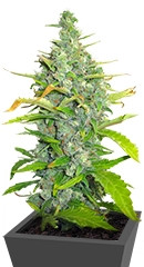 Skunk + (Power Skunk) fem (Kannabia Seeds)