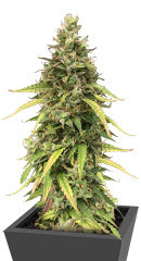 Auto Pineapple Glue fem (Advanced Seeds)